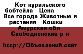 Кот курильского бобтейла › Цена ­ 5 000 - Все города Животные и растения » Кошки   . Амурская обл.,Свободненский р-н